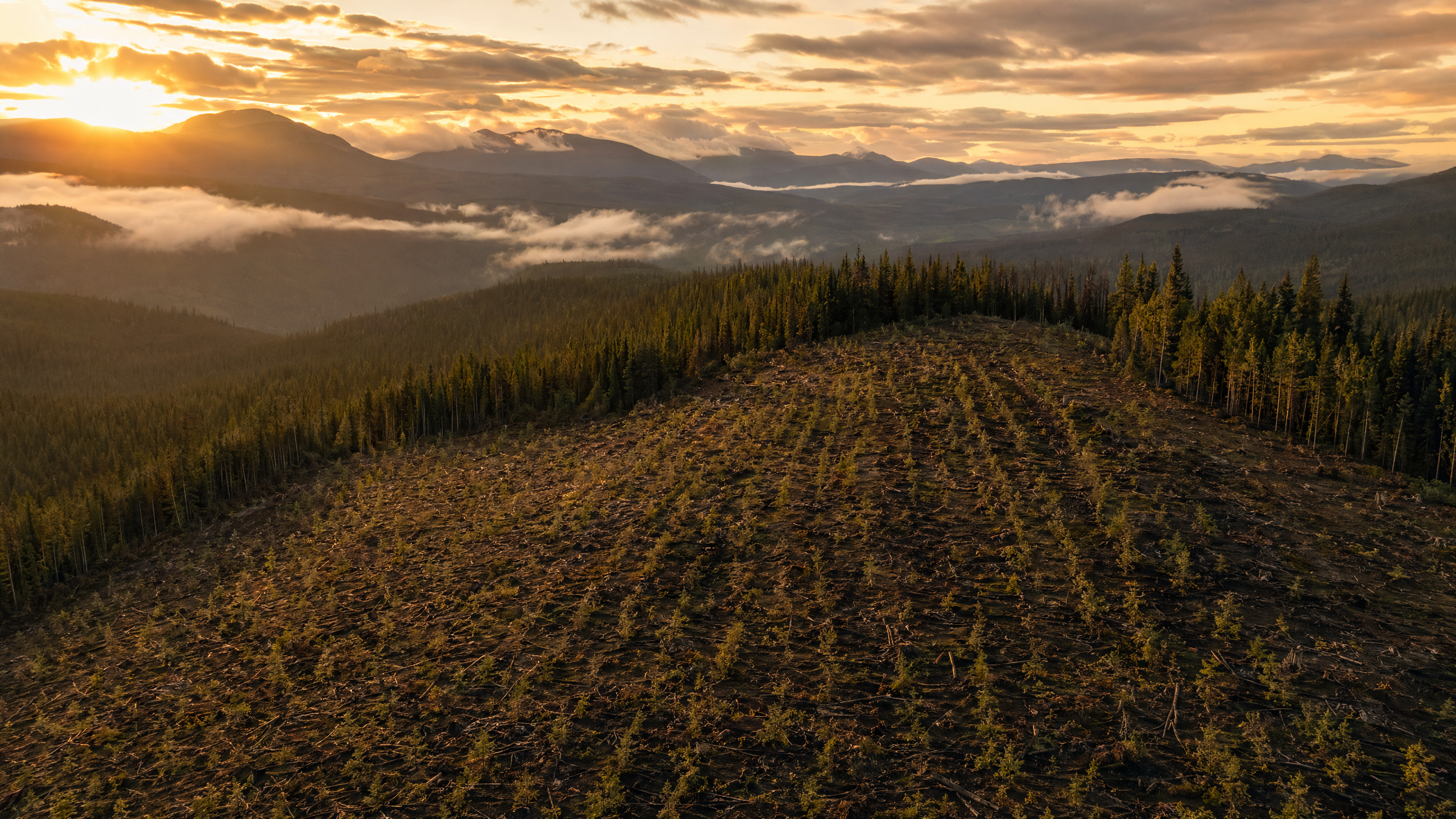 Canadian tree planting site at golden hour
